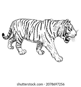 Tiger roaring drawing on white background. Illustration of angry growling tiger. Angry big cat. Vector. 