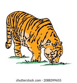 Tiger roaring drawing on white background. Illustration of angry growling tiger. Angry big cat. Vector. 