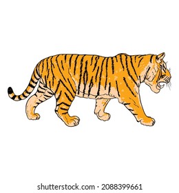 Tiger roaring drawing on white background. Illustration of angry growling tiger. Angry big cat. Vector. 