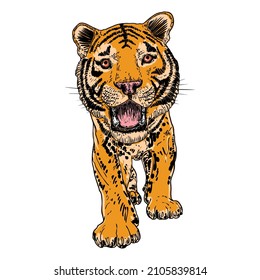 Dibujo de tigres ruidosos sobre fondo blanco. Ilustración de tigre gruñendo furioso. Gran gato enojado. Vector. 
