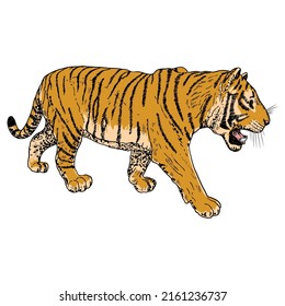 Tiger roaring drawing on white background. Illustration of angry growling tiger. Angry big cat. Vector. 