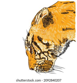 Tiger roaring face illustration. Color growl tiger head. Portrait of angry big wild cat, hand drawing in details. Vector. 