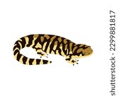 Tiger salamander, Ambystoma tigrinum. Salamander high quality image vector design