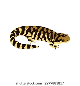 Tiger salamander, Ambystoma tigrinum. Salamander high quality image vector design svg