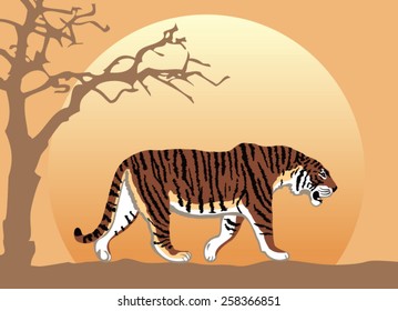 Tiger in the savannah