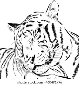 Tiger scetch hand drawn on background. Vector