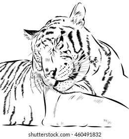 Tiger scetch hand drawn on background. Vector