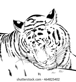 Tiger scetch hand drawn on background. Vector