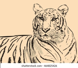 Tiger scetch hand drawn on background. Vector