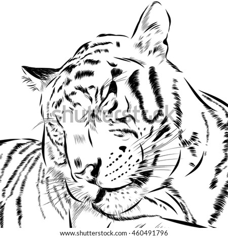 Tiger scetch hand drawn on background. Vector