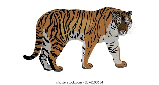 Tiger seamless pattern in vector. Fashionable drawing. Symbol of the New Year 2022 