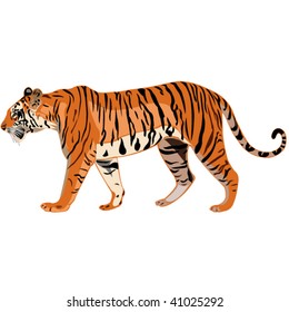 Tiger Series _ Bengal tiger
