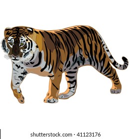 Tiger Series _ Siberian Tiger