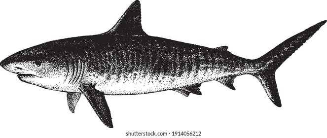 Tiger Shark, Galeocerdo cuvier. Fish collection. Healthy lifestyle, delicious food, ichthyology scientific drawings. Hand-drawn images, black and white graphics