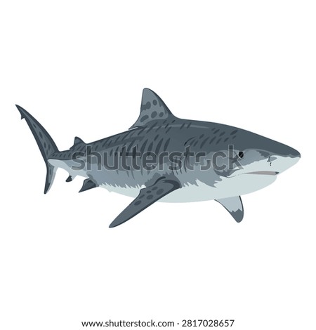 Tiger Shark Galeocerdo Cuvier Marine Predator Vector Illustration Isolated on White Background