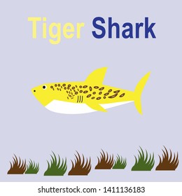 Tiger Shark isolated on a white background.