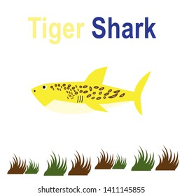 Tiger Shark isolated on a white background.