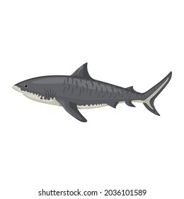 332 Tiger shark teeth Stock Illustrations, Images & Vectors | Shutterstock