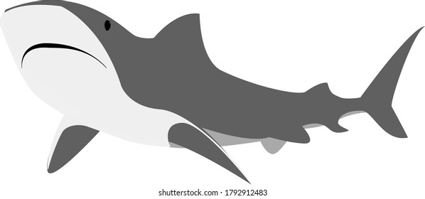 Tiger Shark Simple Vector, Shark Vektor