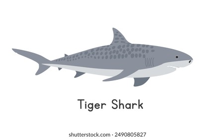 Tiger shark vector illustration, cartoon clipart, animal in flat style. Sea animals, underwater creatures, ocean animals, marine life concept. Tiger shark vector design isolated on white background