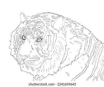 The tiger shows clear stripes, line drawings