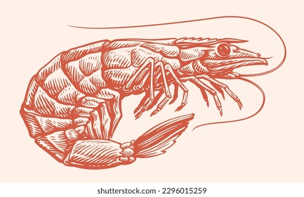 Tiger shrimp hand drawn engraving style sketch. Whole prawn, seafood vector illustration