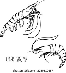 Tiger shrimps black and white vector set isolated on a white background.