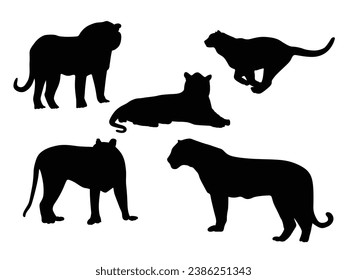 TIGER silhouette on white background