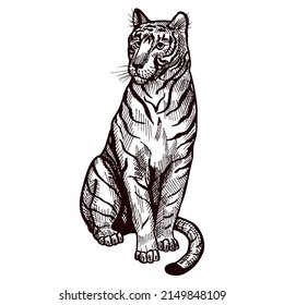 Tiger sitting engraved in isolated white background.. Vintage wild animals in hand drawn style. Sketch designed for poster, print, book illustration, logo, tattoo. Retro vector illustration.