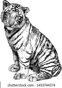 tiger sitting full length, sketch vector graphics monochrome illustration on white background