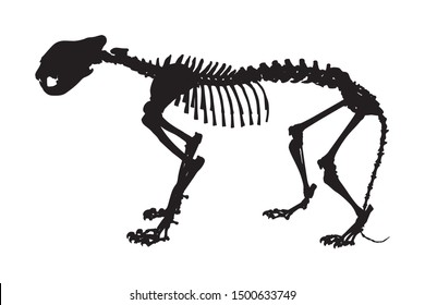 Tiger skeleton silhouette isolated on white background