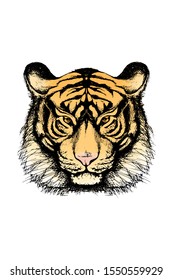 Tiger sketch in color, outline head portrait white isolated