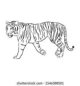 Tiger sketch, contour vector illustration 