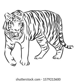 Tiger sketch. contour vector illustration .