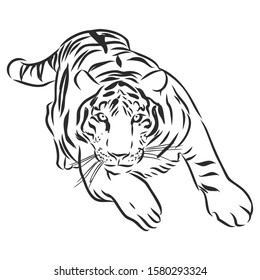 Tiger sketch, contour vector illustration 