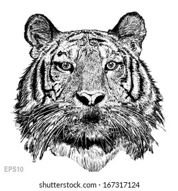 Tiger sketch line with Vector EPS 10