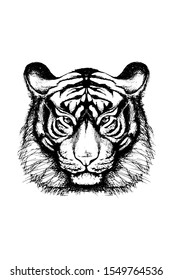 Tiger sketch, outline head portrait white isolated