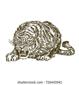 Tiger. Sketch. Vector illustration.