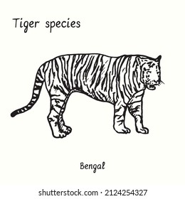 Tiger species collection, standing side view, Bengal. Ink black and white doodle drawing.