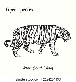 Tiger Species Collection, Standing Side View, Amoy (South China). Ink Black And White Doodle Drawing.