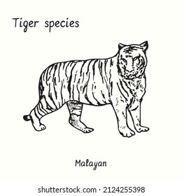 Tiger species collection, standing side view, Malayan. Ink black and white doodle drawing.