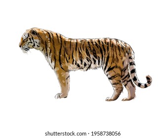 Tiger from splash watercolor  colored drawing  realistic  Vector illustration paints
