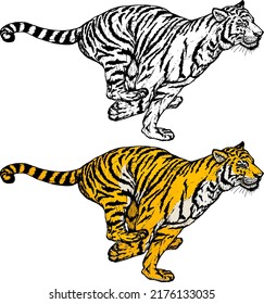 Tiger sprint forward, isolated against white. Hand drawn vector illustration. 