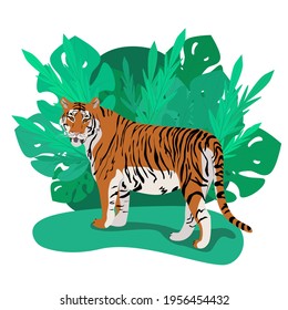 Tiger standing among thick palm leaves, wild carnivores living in the jungle, vector illustration in flat style.