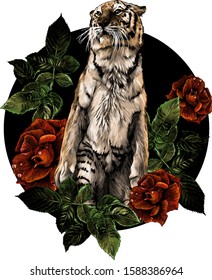 tiger stands full length on the background of a round composition of roses, sketch vector graphics color illustration on a white background