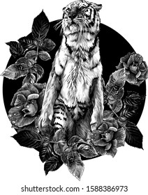 tiger stands full length on the background of a round composition of roses, sketch vector graphics monochrome illustration on a white background