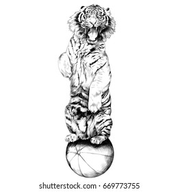 the tiger stands on hind legs with open mouth at the circus on a hot air balloon sketch vector graphics black and white drawing