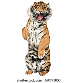 the tiger stands on hind legs with open mouth sketch vector graphics color picture