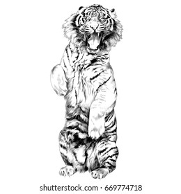 the tiger stands on hind legs with open mouth sketch vector graphics black and white drawing