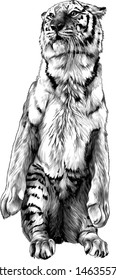 tiger stands tall on its hind legs, sketch vector graphic monochrome illustration on white background